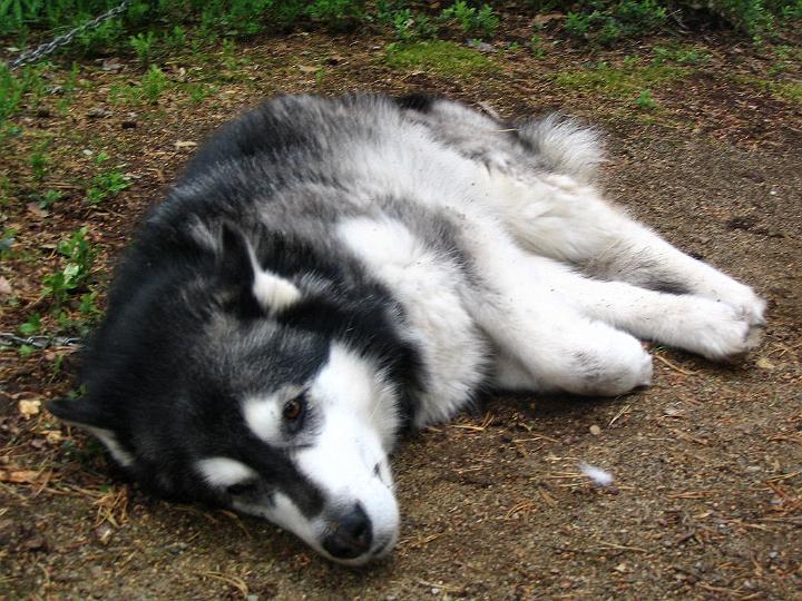 Viiru_mokilla kesa_08_024.jpg - Mökillä kesä 2008 / At our cottage summer 2008